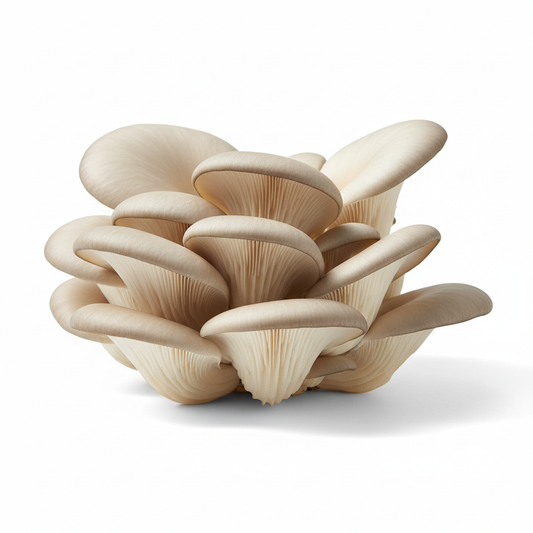 oyster mushroom